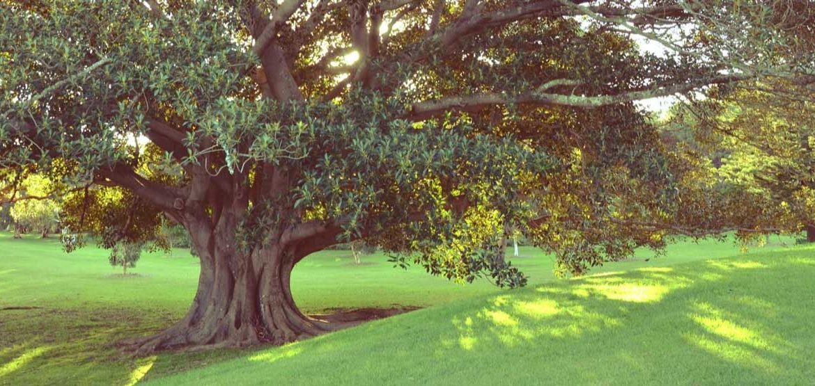 Photo of a fig tree - underperforming employee