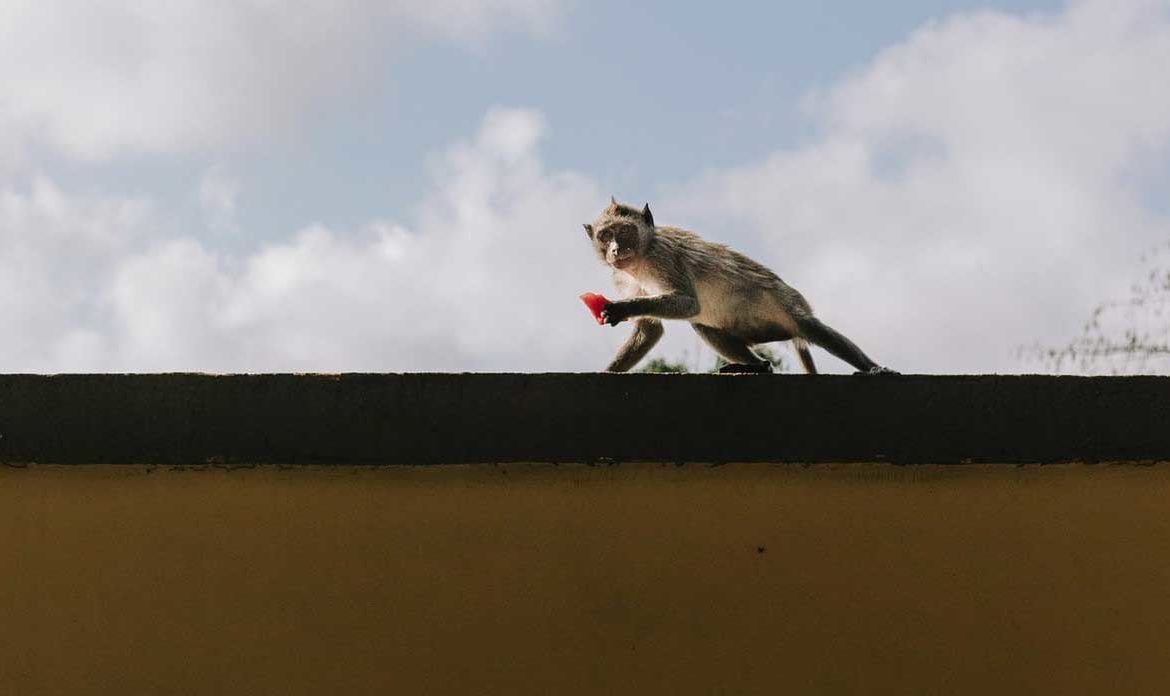 Photo of monkey holding something